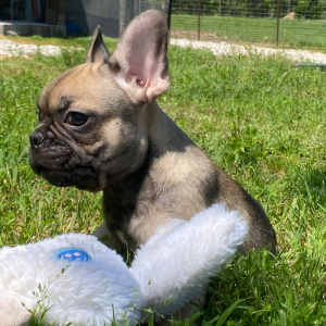 French Bulldog Puppy Felix
