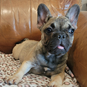 French Bulldog Puppy Felix