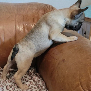 French Bulldog Puppy Felix