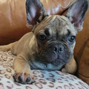 French Bulldog Puppy Felix