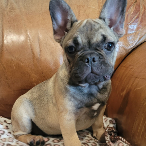 French Bulldog Puppy Felix