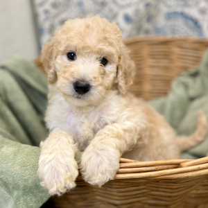 Goldendoodle Puppy Leanna