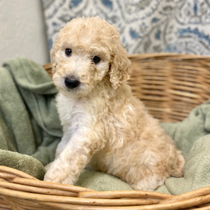 Goldendoodle Puppy Leanna
