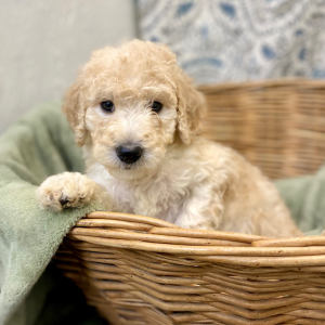Goldendoodle Puppy Leanna