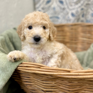 Goldendoodle Puppy Leanna