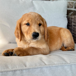 Golden Retriever Puppy Gus