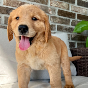 Golden Retriever Puppy Gus