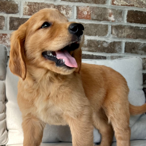 Golden Retriever Puppy Gus