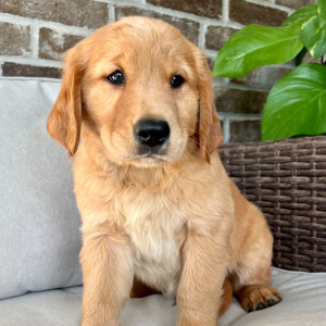 Golden Retriever Puppy Gus