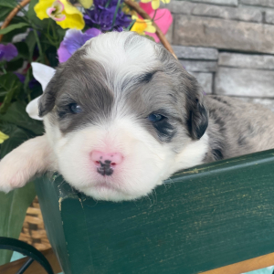 Bernedoodle Puppy Trisha
