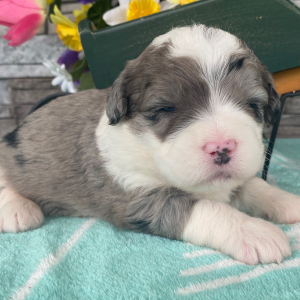 Bernedoodle Puppy Trisha