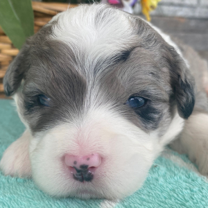 Bernedoodle Puppy Trisha