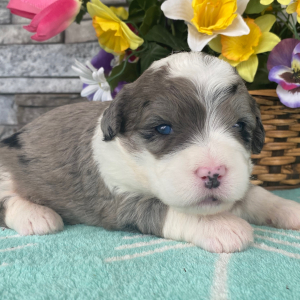 Bernedoodle Puppy Trisha