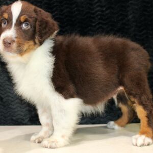 Australian Shepherd Puppy Daringer