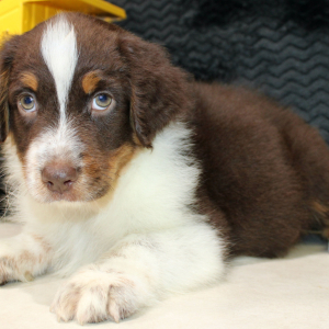 Australian Shepherd Puppy Daringer