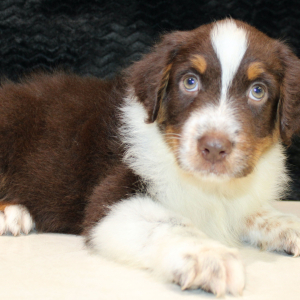 Australian Shepherd Puppy Daringer