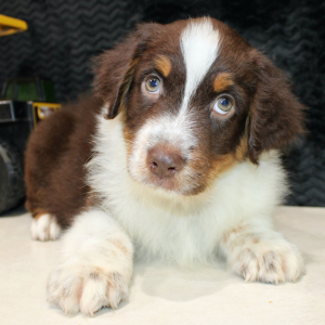 Australian Shepherd Puppy Daringer