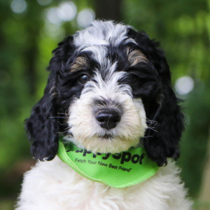 Bernedoodle Puppy Leo
