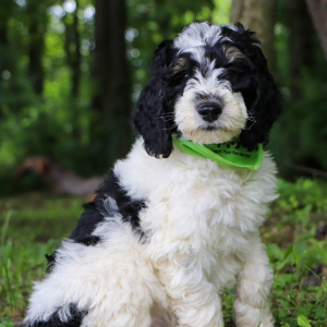 Bernedoodle Puppy Leo