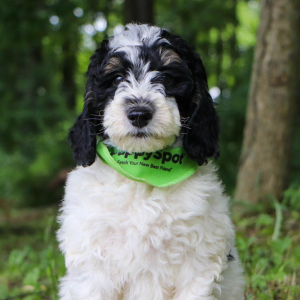 Bernedoodle Puppy Leo