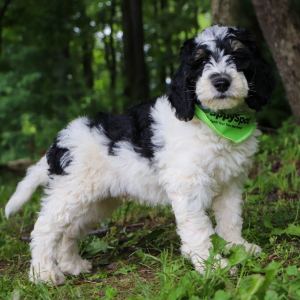 Bernedoodle Puppy Leo