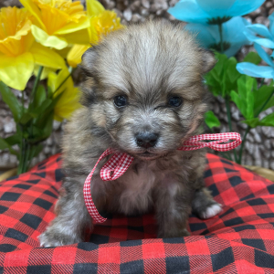 Pomeranian Puppy Lil Ben