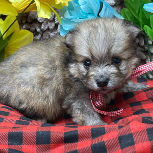 Pomeranian Puppy Lil Ben