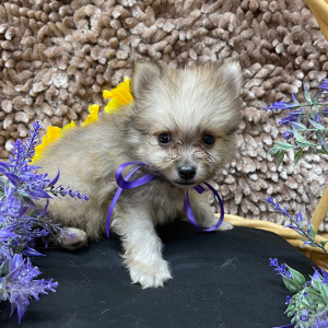 Pomeranian Puppy Lil Ben