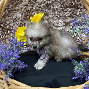 Pomeranian Puppy Lil Ben