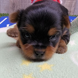 Yorkshire Terrier Puppy Baxter
