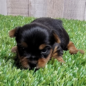 Yorkshire Terrier Puppy Baxter