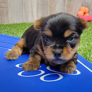 Yorkshire Terrier Puppy Baxter