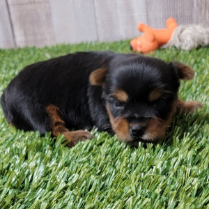 Yorkshire Terrier Puppy Baxter