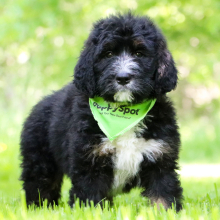 Bernedoodle Puppy Elijah