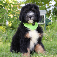 Bernedoodle Puppy Elijah