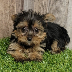 Yorkshire Terrier Puppy Cookie