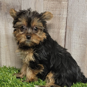 Yorkshire Terrier Puppy Cookie