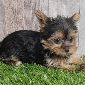 Yorkshire Terrier Puppy Cookie