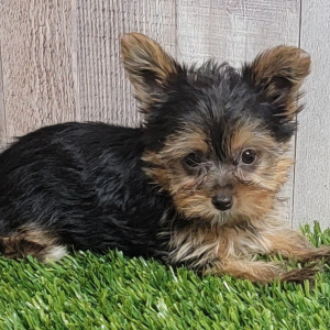 Yorkshire Terrier Puppy Cookie