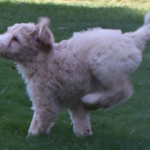 Aussiedoodle Puppy Destiny