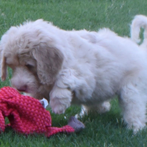 Aussiedoodle Puppy Destiny