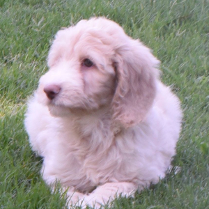 Aussiedoodle Puppy Destiny