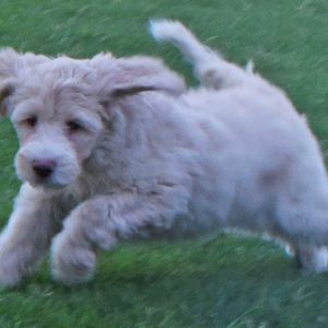 Aussiedoodle Puppy Destiny