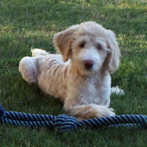 Aussiedoodle Puppy Destiny