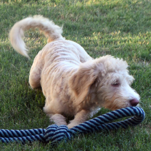 Aussiedoodle Puppy Destiny