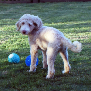 Aussiedoodle Puppy Destiny
