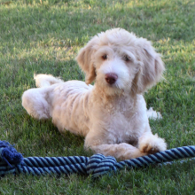 Aussiedoodle Puppy Destiny