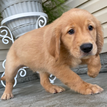Golden Retriever Puppy Tracey