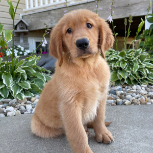 Golden Retriever Puppy Tracey