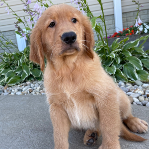 Golden Retriever Puppy Tracey